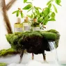 buddha-blend (8).webp